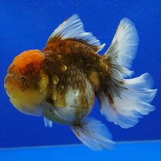画像1: タイ産　超短オランダ　ローズテールキャリコ　15cm± (1)