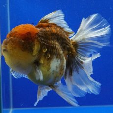 画像3: タイ産　超短オランダ　ローズテールキャリコ　15cm± (3)