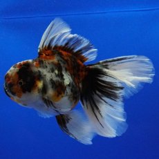 画像6: タイ産　超短オランダ　ハーフムーンキャリコ　15cm± (6)
