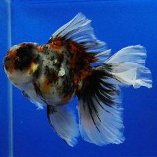 画像5: タイ産　超短オランダ　ハーフムーンキャリコ　15cm± (5)