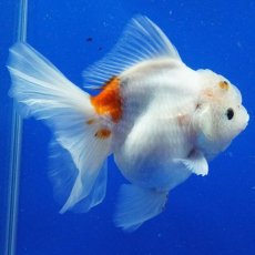 画像5: タイ産　超短オランダ　ハーフムーン更紗　15cm± (5)