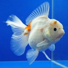 画像8: タイ産　超短オランダ　ハーフムーン更紗　15cm± (8)