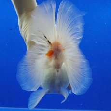 画像9: タイ産　超短オランダ　ハーフムーン更紗　15cm± (9)