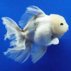 画像11: タイ産　超短オランダ　ローズテール　15cm± (11)