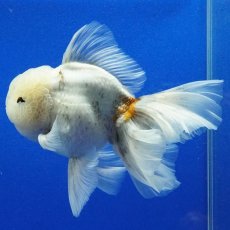 画像12: タイ産　超短オランダ　ローズテール　15cm± (12)