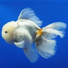 画像10: タイ産　超短オランダ　ローズテール　15cm± (10)