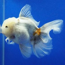 画像6: タイ産　超短オランダ　ローズテール　15cm± (6)