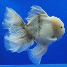 画像9: タイ産　超短オランダ　ローズテール　15cm± (9)