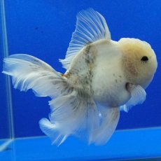 画像7: タイ産　超短オランダ　ローズテール　15cm± (7)
