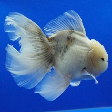 画像5: タイ産　超短オランダ　ローズテール　15cm± (5)