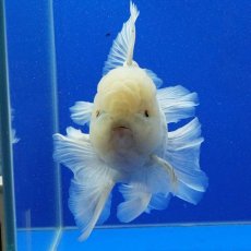 画像4: タイ産　超短オランダ　ローズテール　15cm± (4)