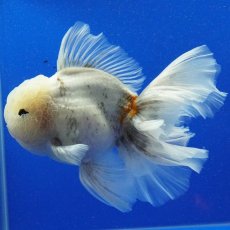 画像3: タイ産　超短オランダ　ローズテール　15cm± (3)