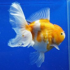 画像5: タイ産　超短オランダ　ハーフムーン更紗　15cm± (5)