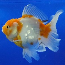 画像9: タイ産　超短オランダ　ハーフムーン更紗　15cm± (9)