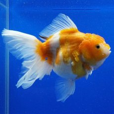 画像2: タイ産　超短オランダ　ハーフムーン更紗　15cm± (2)
