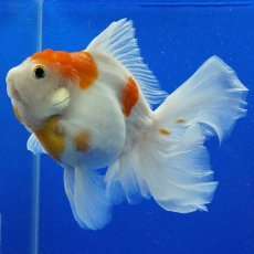 画像8: タイ産　超短オランダ　ハーフムーン更紗　15cm± (8)