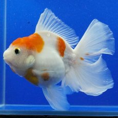 画像7: タイ産　超短オランダ　ハーフムーン更紗　15cm± (7)