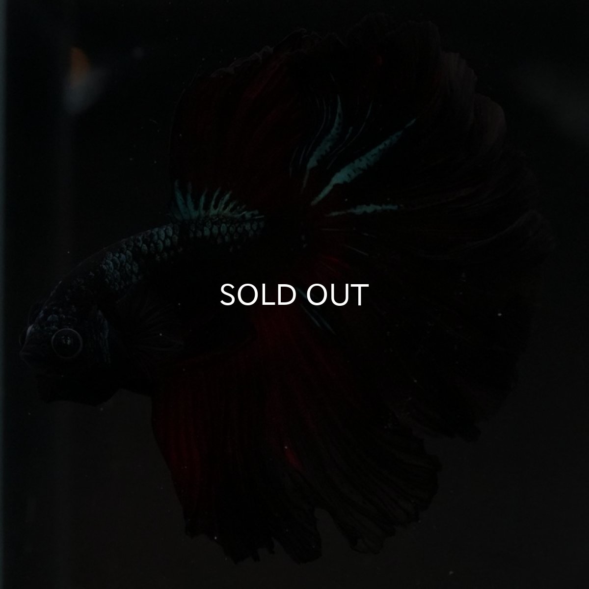 画像8: HM レッドギャラクシー ローズテール (8)