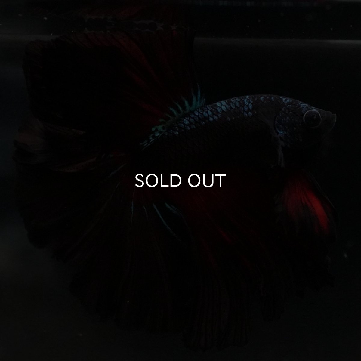 画像7: HM レッドギャラクシー ローズテール (7)