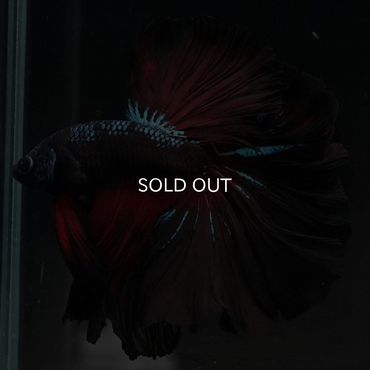 画像6: HM レッドギャラクシー ローズテール (6)