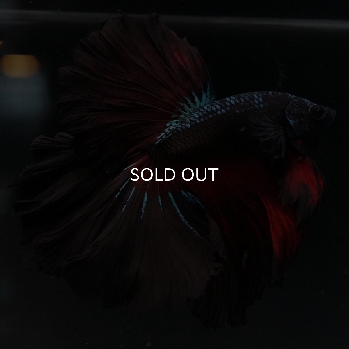 画像5: HM レッドギャラクシー ローズテール (5)