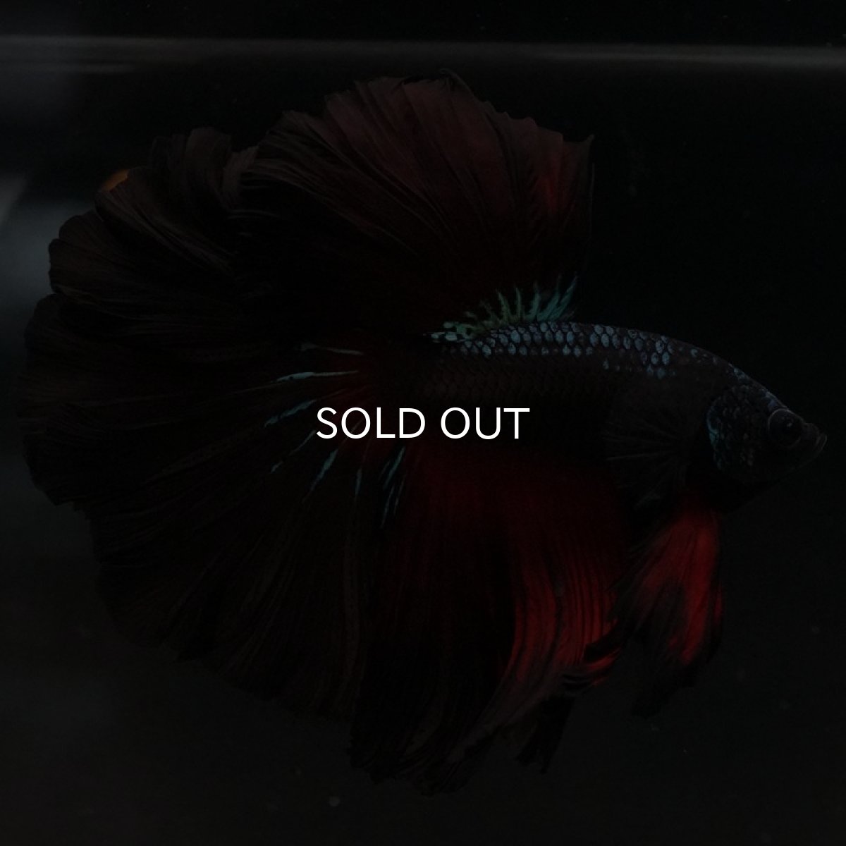 画像3: HM レッドギャラクシー ローズテール (3)