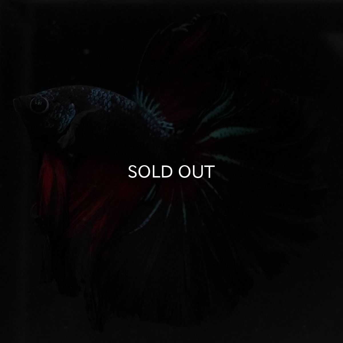 画像2: HM レッドギャラクシー ローズテール (2)