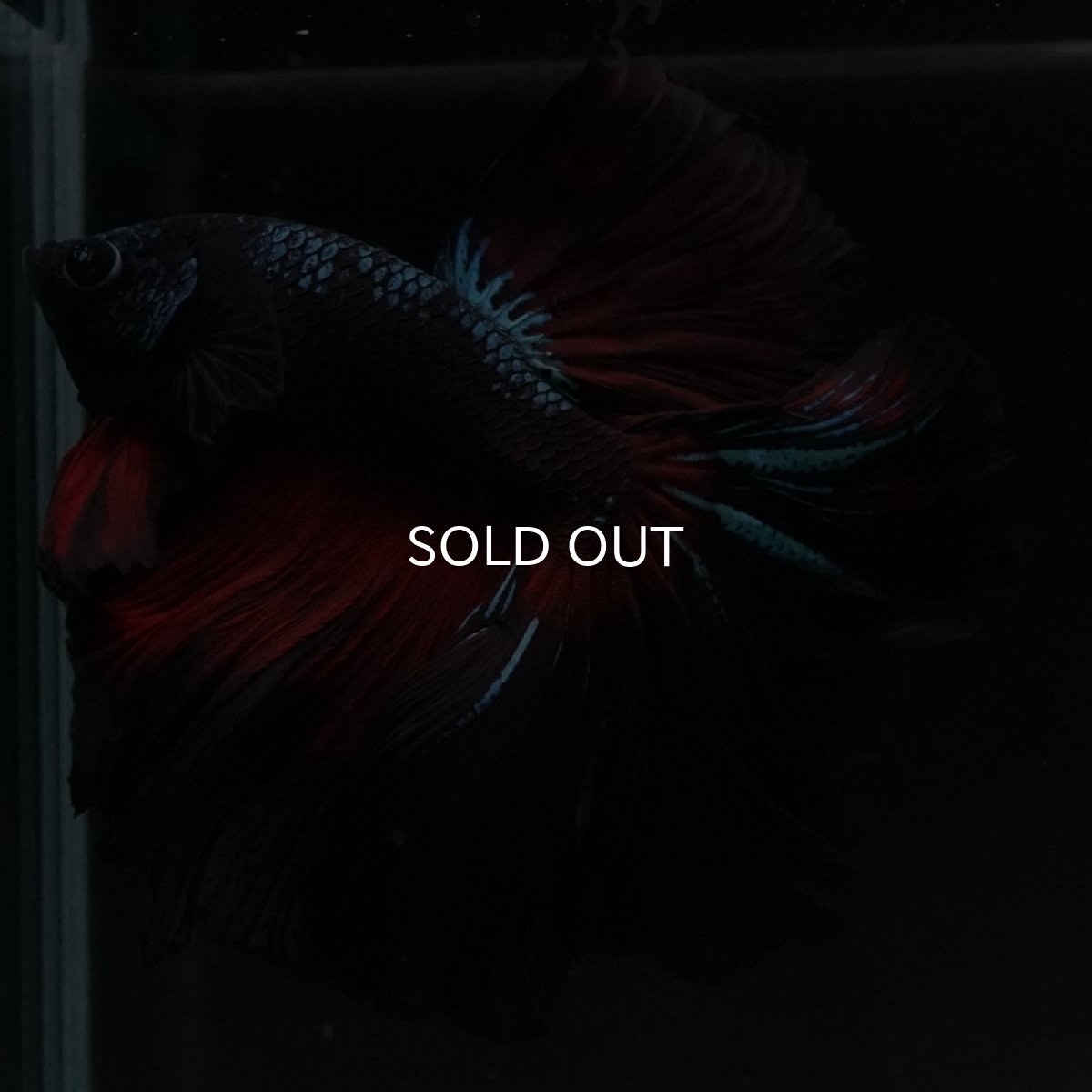 画像4: HM レッドギャラクシー ローズテール (4)