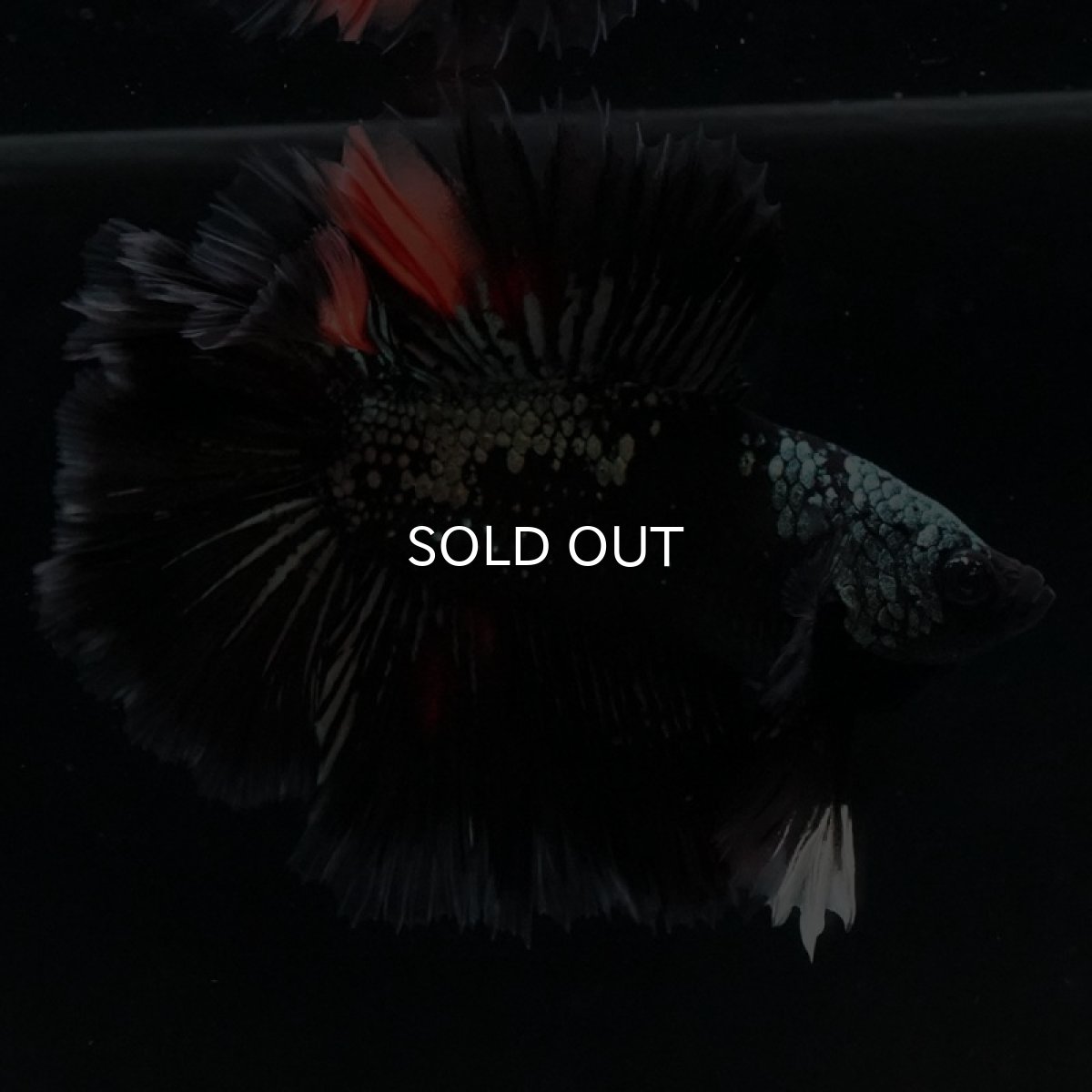 画像5: DTHM キャンディカッパー (5)