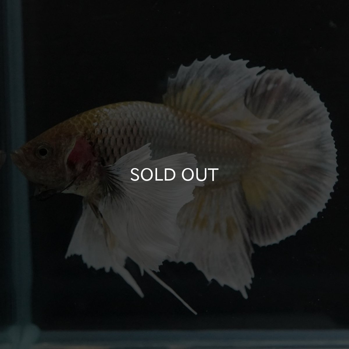 画像4: HMPK イエローカッパーダンボ (4)