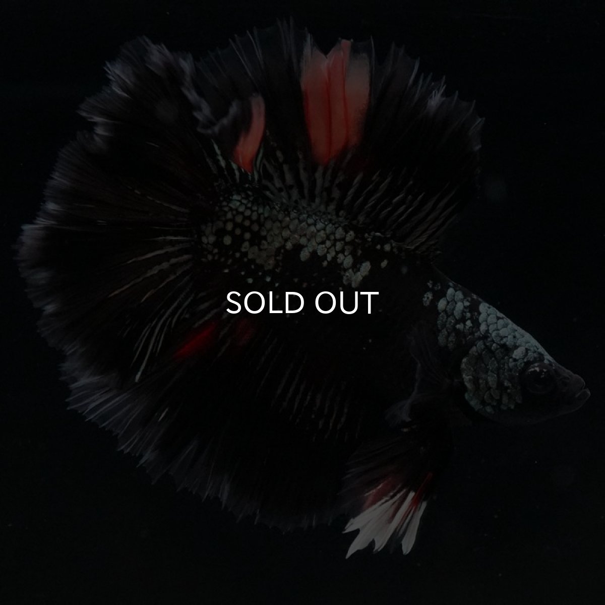 画像3: DTHM キャンディカッパー (3)