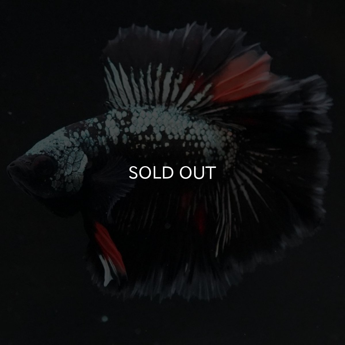 画像4: DTHM キャンディカッパー (4)