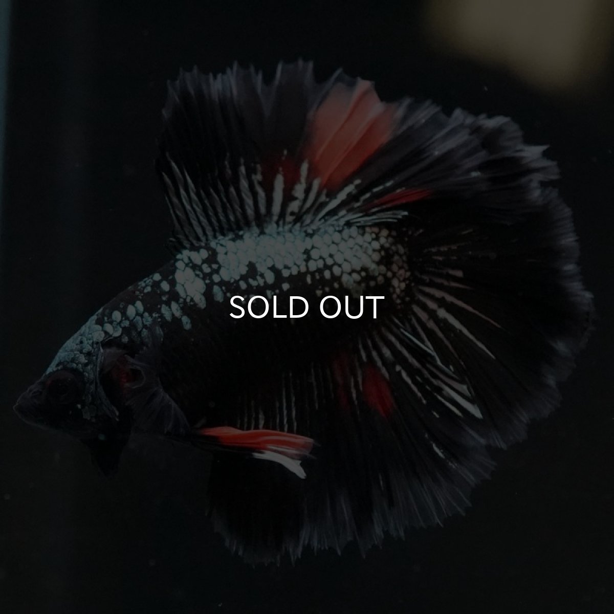 画像2: DTHM キャンディカッパー (2)