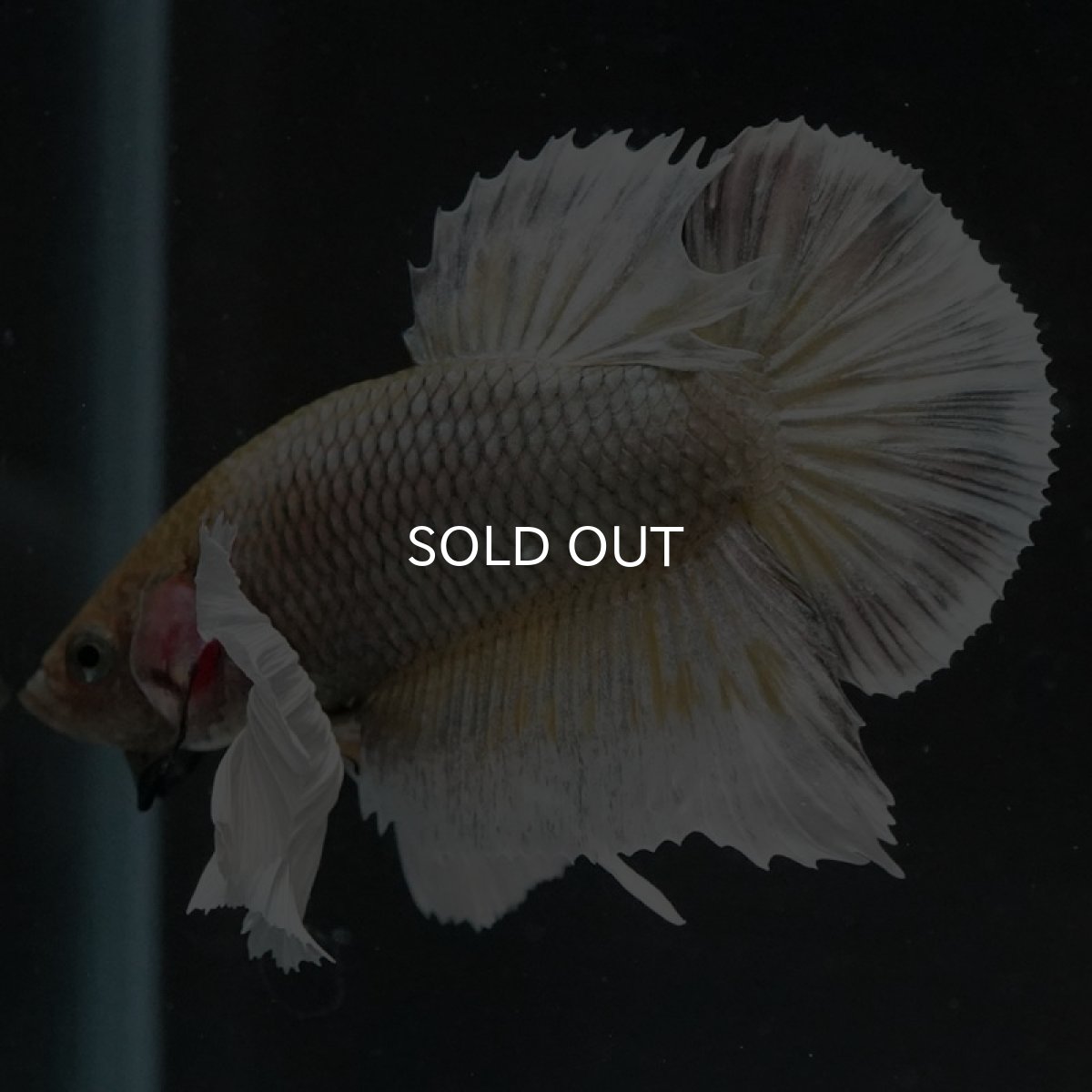 画像2: HMPK イエローカッパーダンボ (2)