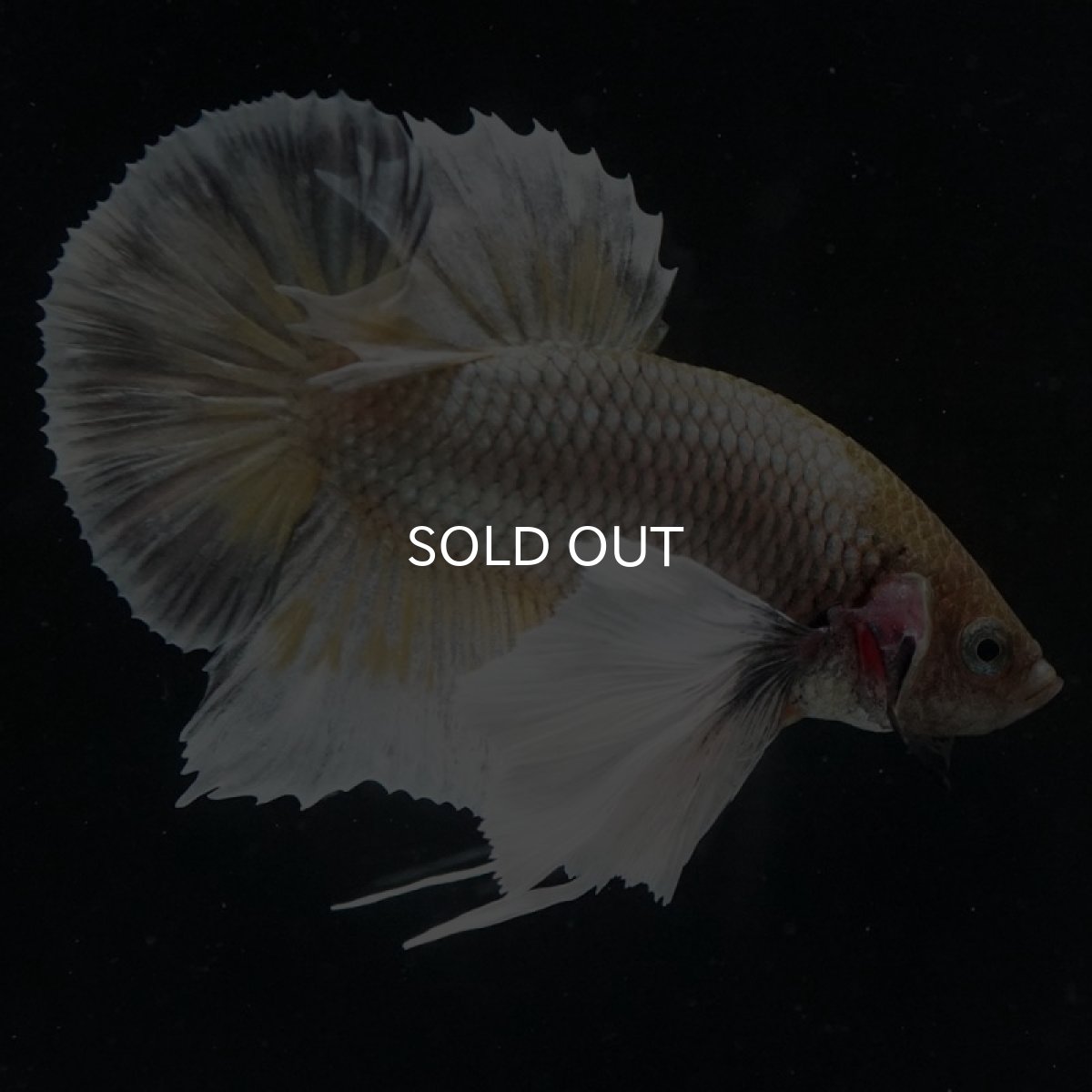 画像5: HMPK イエローカッパーダンボ (5)