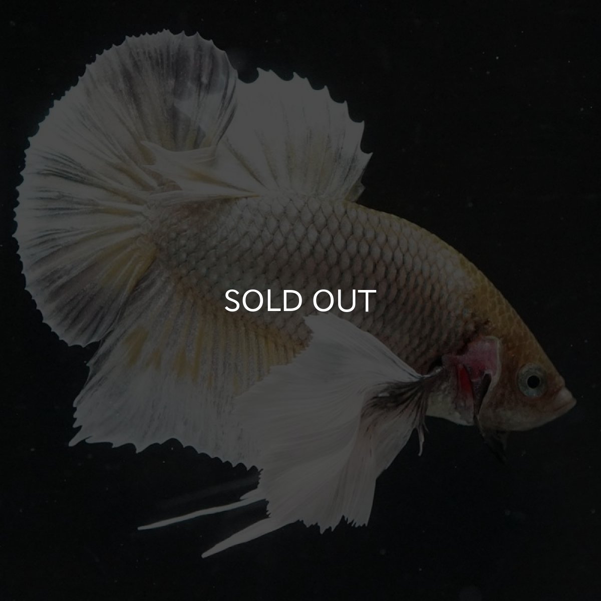 画像3: HMPK イエローカッパーダンボ (3)