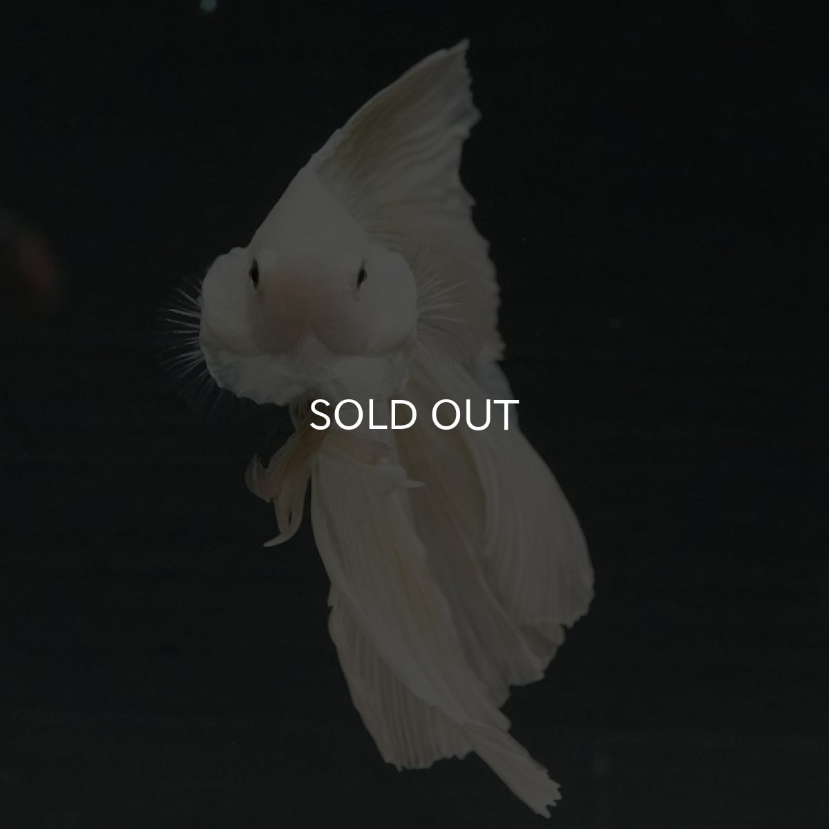 画像6: DTHM ホワイト (6)