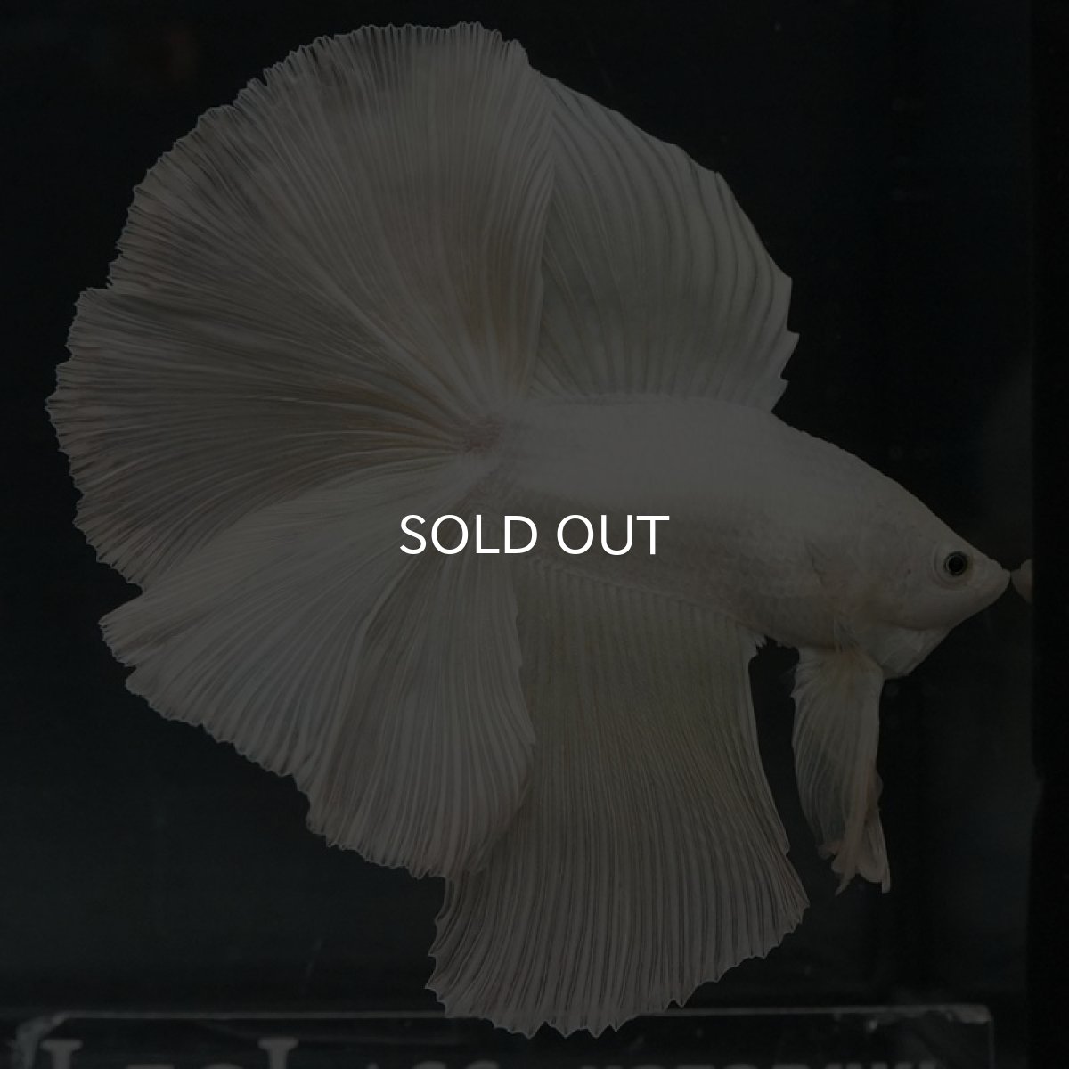 画像3: DTHM ホワイト (3)