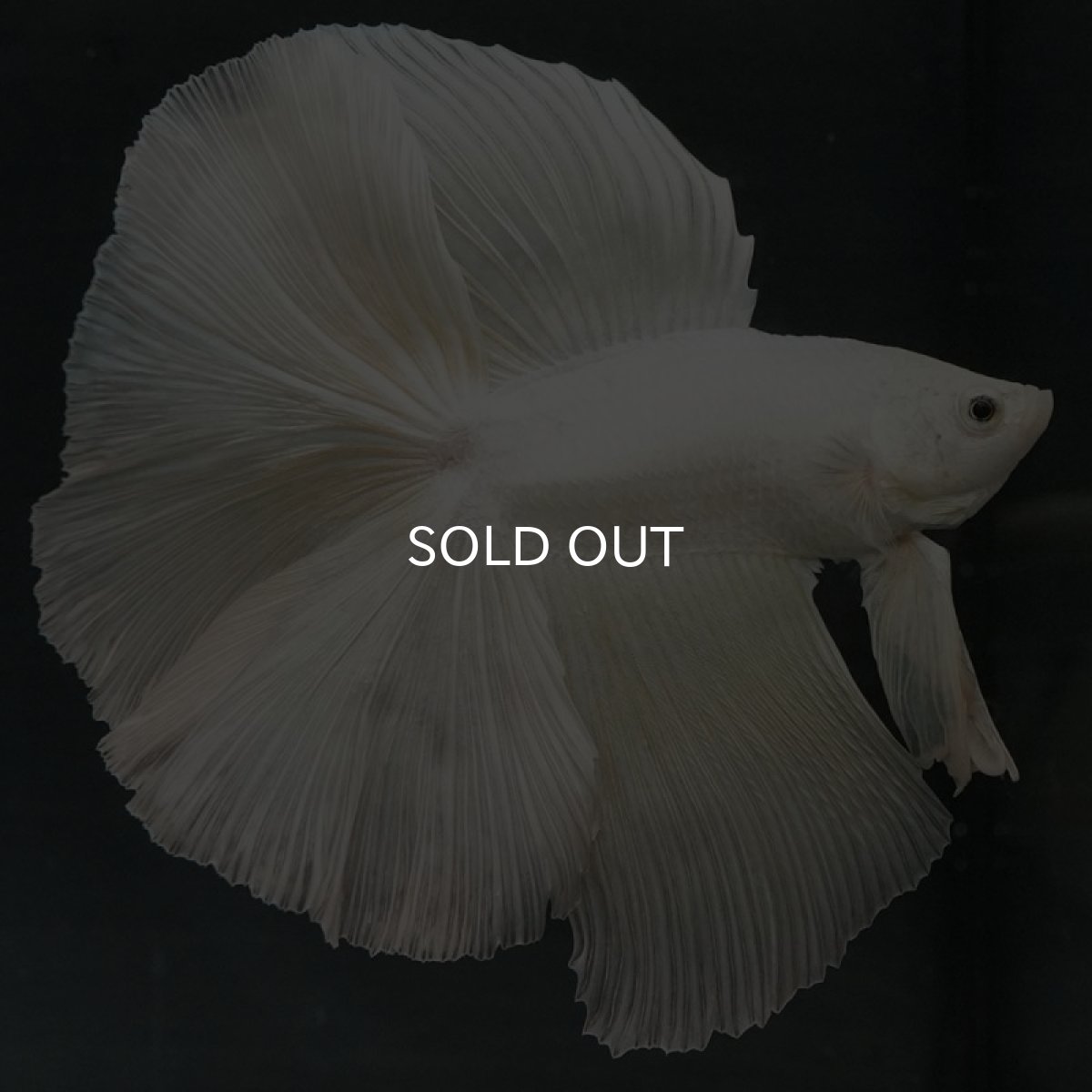 画像2: DTHM ホワイト (2)