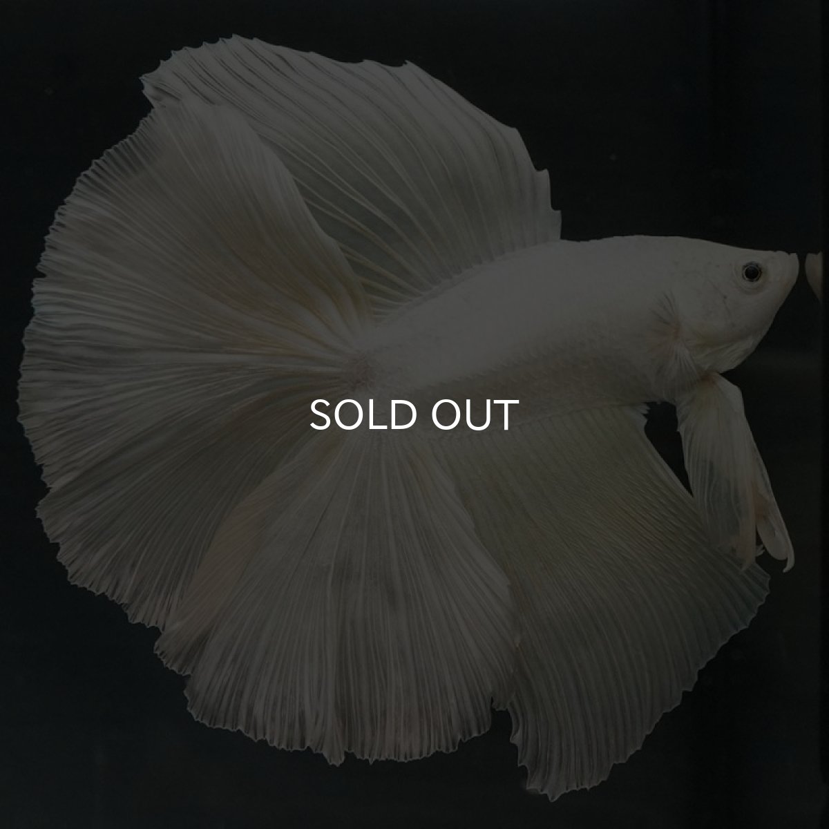 画像5: DTHM ホワイト (5)