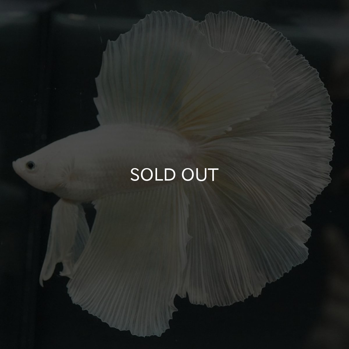 画像4: DTHM ホワイト (4)