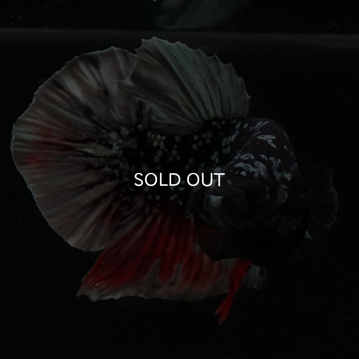 画像3: HMPK ブラックカッパースター (3)