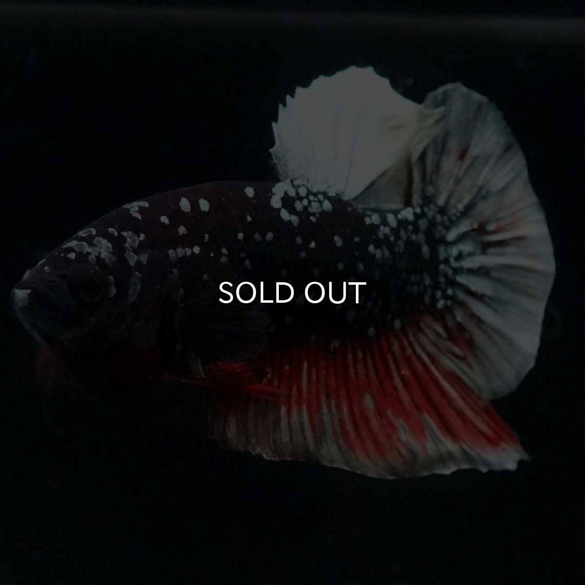 画像6: HMPK ブラックカッパースター (6)