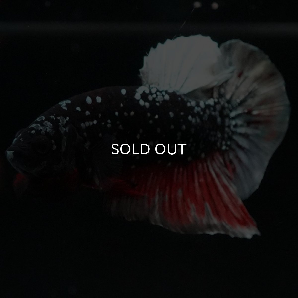 画像5: HMPK ブラックカッパースター (5)