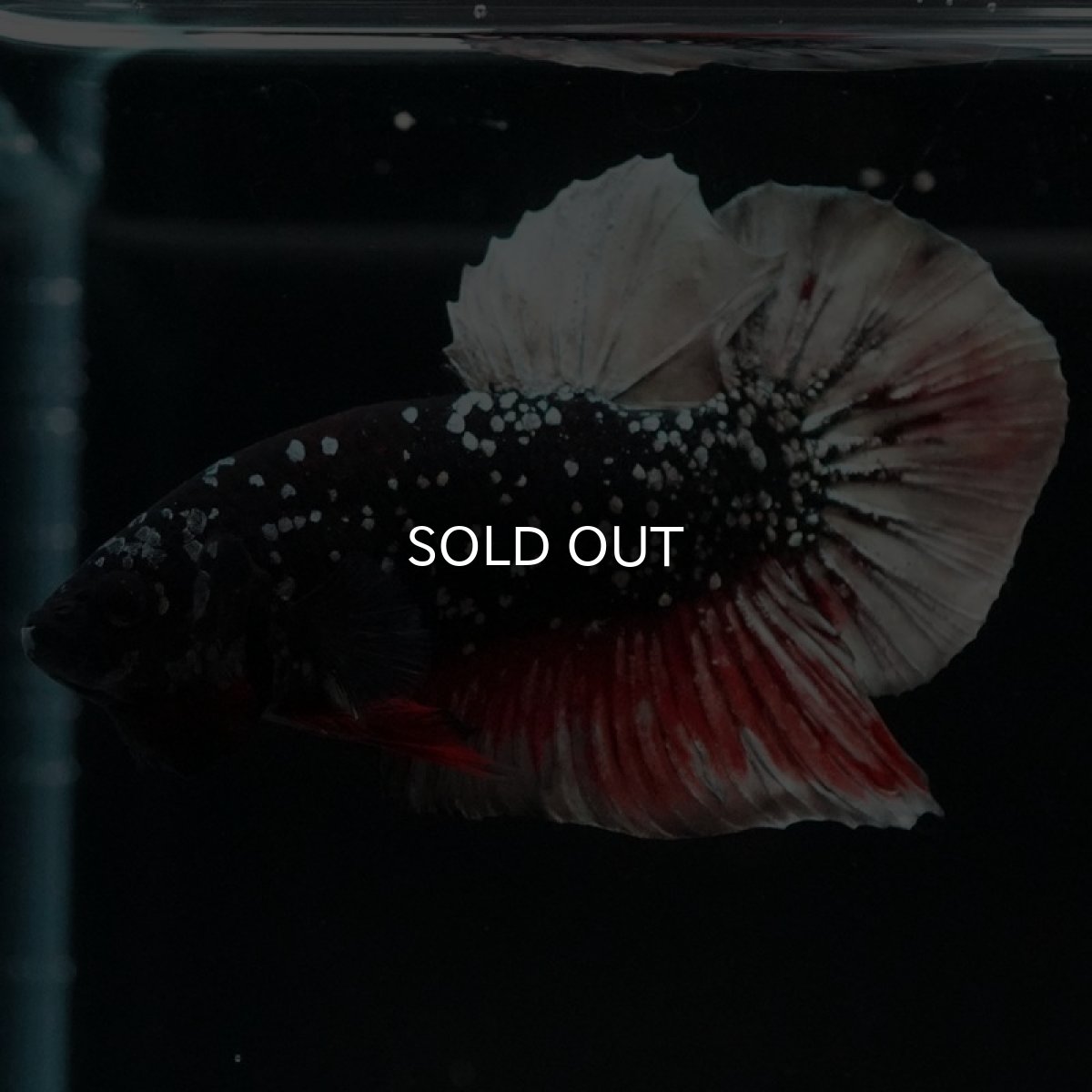 画像4: HMPK ブラックカッパースター (4)