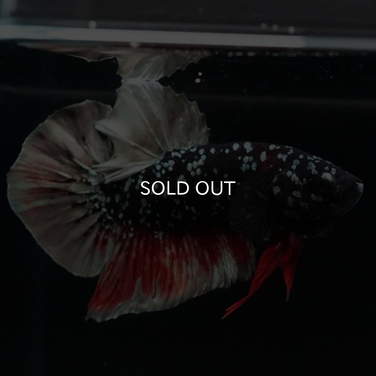 画像2: HMPK ブラックカッパースター (2)