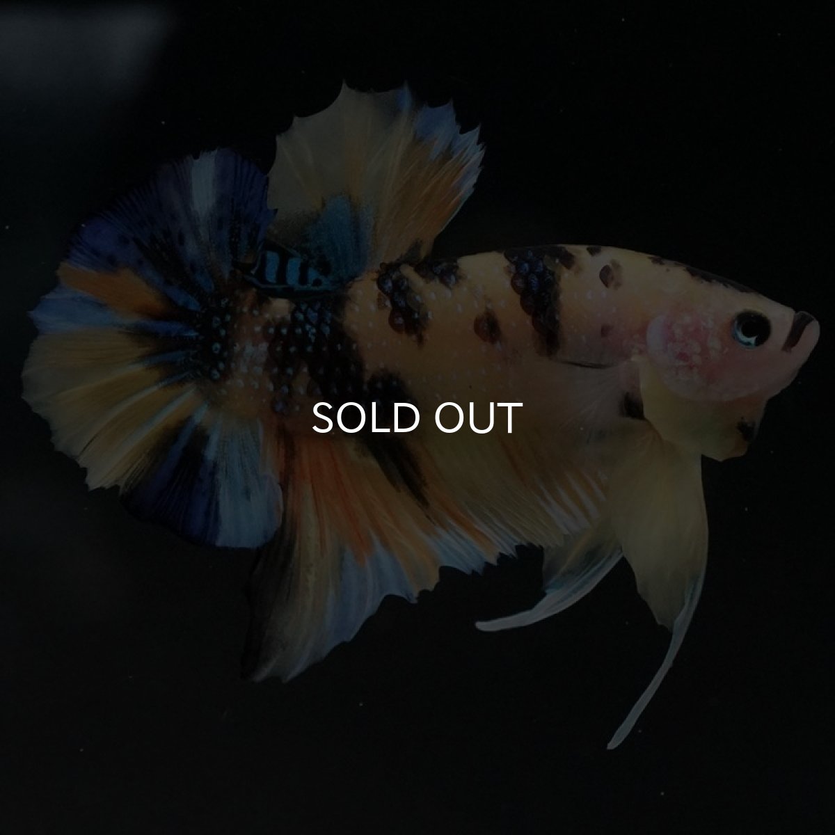 画像6: HMPK イエロータイガーギャラクシー (6)