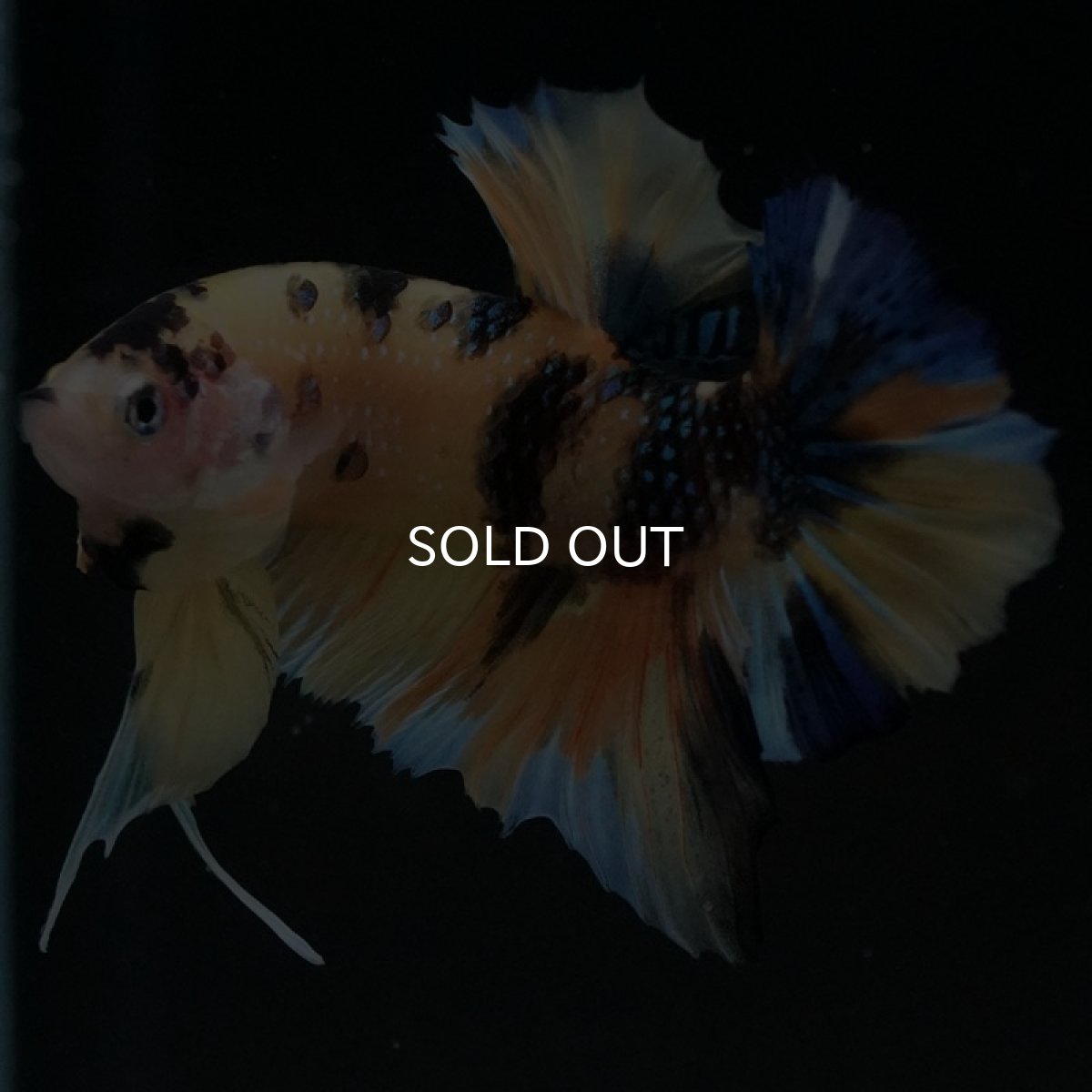 画像5: HMPK イエロータイガーギャラクシー (5)