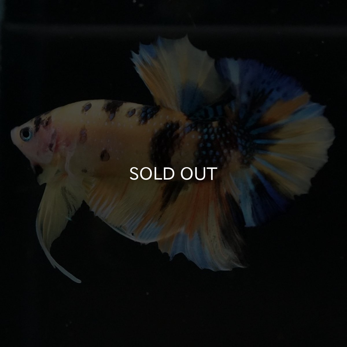 画像4: HMPK イエロータイガーギャラクシー (4)