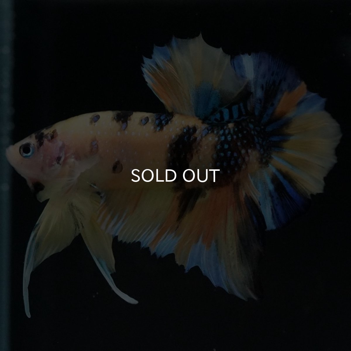 画像3: HMPK イエロータイガーギャラクシー (3)